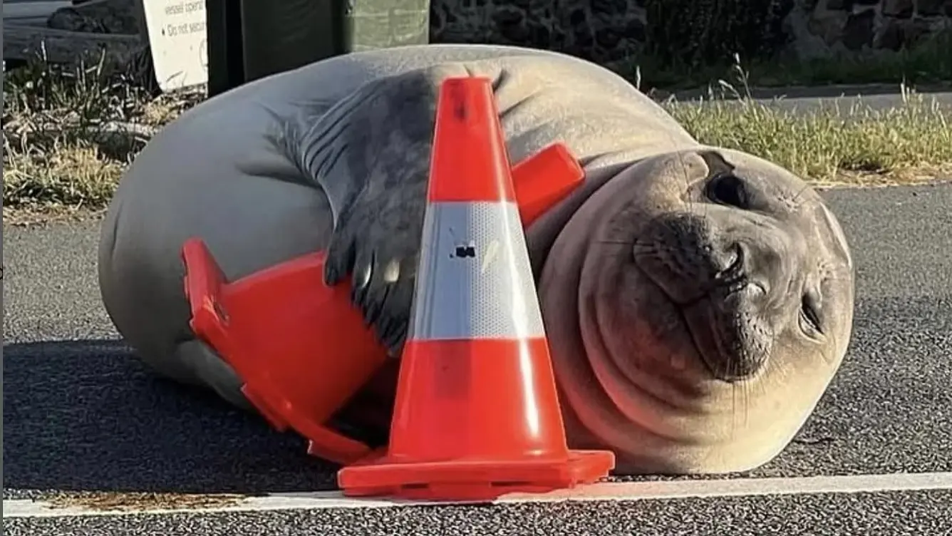 Seal holding a cone
