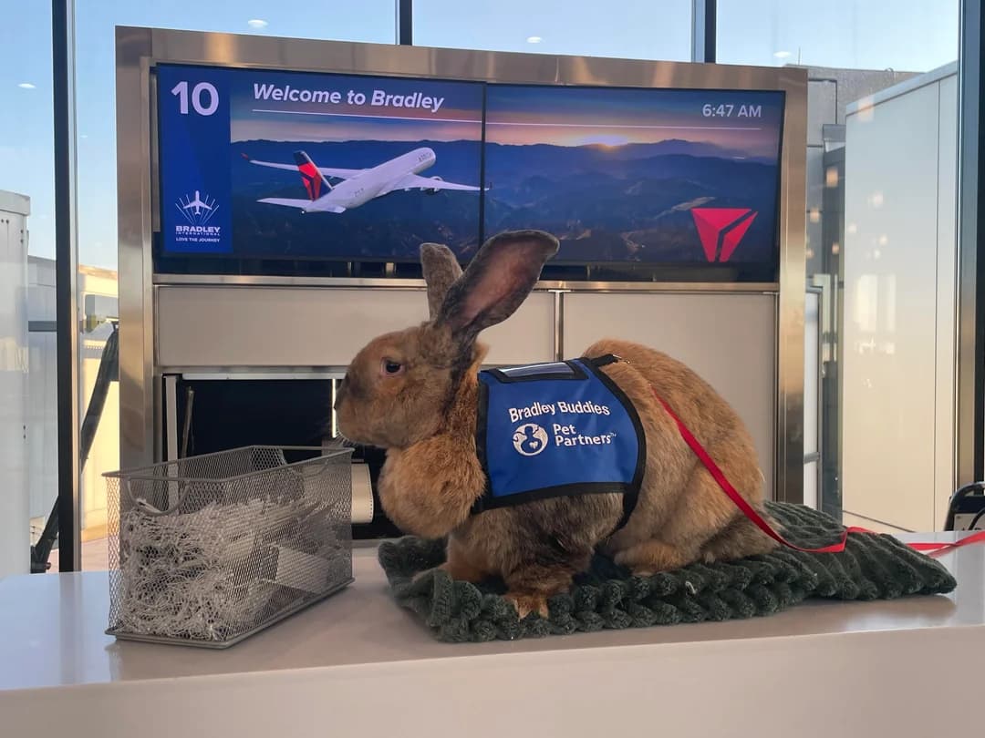 Large rabbit in a blue vest at an airport gate